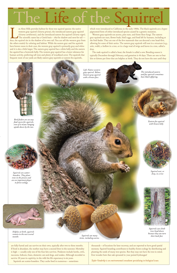 graphic design example magazine LAH squirrel